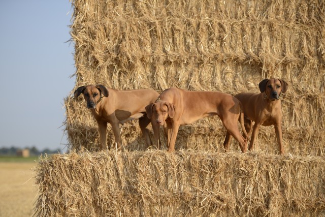 Summer in the fields 55 e1534084292203 Unsere Hunde